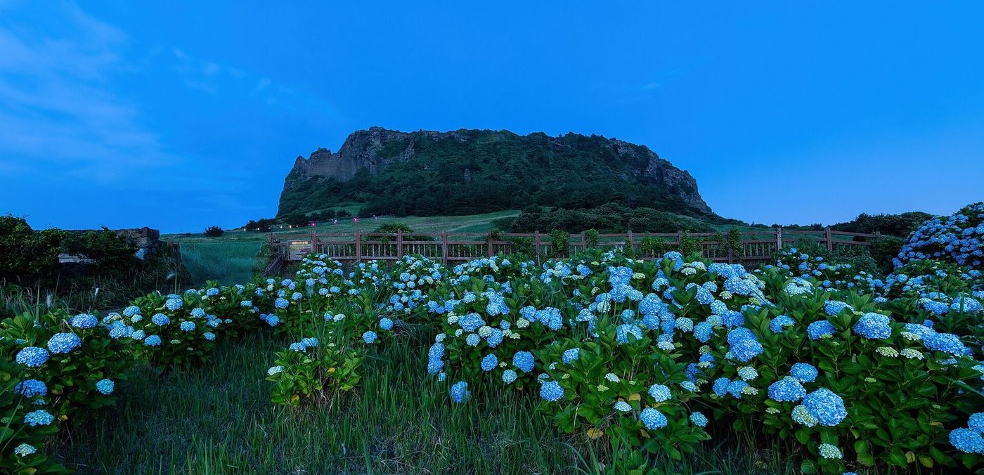 Seongsan Ilchulbong volcanic peak on Jeju Island with hydrangeas